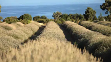 Burdur’da Yağmur Suyuyla Yetişen Lavantanın Yağı İhracatta Sınır Tanımıyor