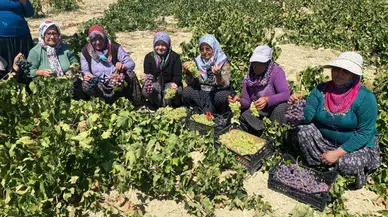 Silifke’de Aromasıyla Meşhur Üzümler 1400 Rakımda Kesildi