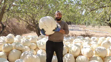 Hatay’ın Tescilli Beyaz Kabağında Tarladan Sofraya Yolculuk Başladı!