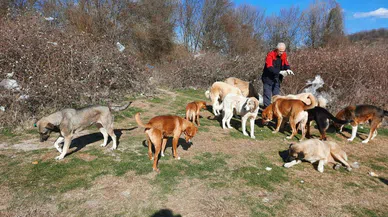 Samsun İlkadım ilçesinde kaybolan 300 köpek nerede?