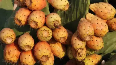 Akdeniz’in Yeşil Altını Dikenli İncir Coğrafi Tescille Yükselecek