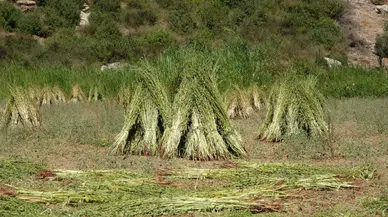 Altın Değerindeki Susamın Hasadı Manavgat’ta Başladı!
