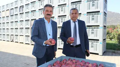 Isparta’da Elma Üretiminde Sert Düşüş! Tedbirler Masada