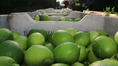 Adana’da Limon ve Mandalin İçin İhracat Tarihi Belli Oldu