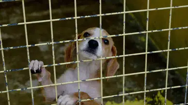 Kemer'de Can Dostlara Tam Destek!