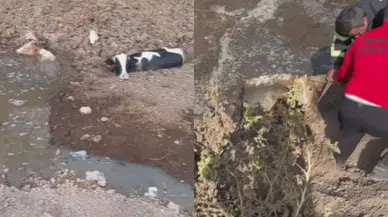 Hatay’da Balçığa Saplanan İnekler Böyle Kurtarıldı! Dakikalarla Yarış