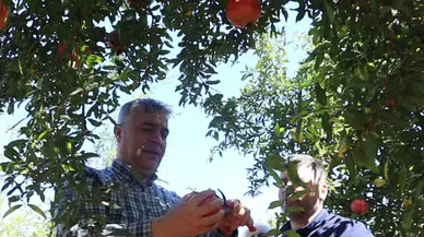 Döşemealtı Narında Hasat Başladı, Tescil Yolda!