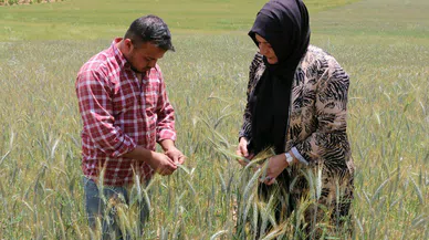 Hibe edilen ata tohumları boy verdi