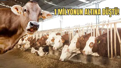 Türkiye’de Yerli Sığır Krizi: 33 Yılda Yüzde 85 Eridi!