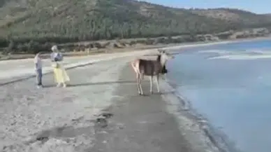 Salda Gölü’nde Sevimli Karşılama: Kızıl Geyik Gönülleri Fethetti!