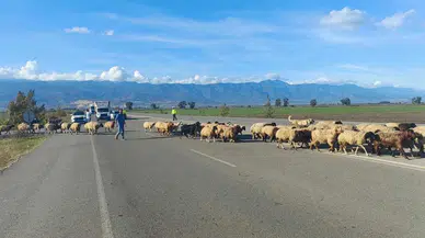 Hatay’da Yayladan Dönen Koyunlar İçin Trafik Durdu!
