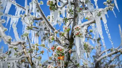 Antalya’da Don Zararı Ödemeleri Hesaplara Yatırıldı!