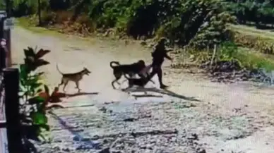 Hatay’da Kangal Hırsızlığı Kameraya Yansıdı!