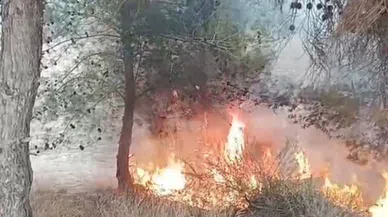 Adana’da Ormanlık Alanda Yangın Çıktı: 100 Zeytin Ağacı Zarar Gördü