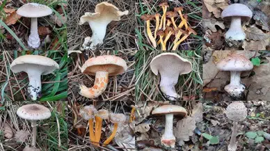 Antalya'da İlçe İlçe Mantar Rehberi: Nerede, Ne Zaman, Hangi Tür Çıkıyor?