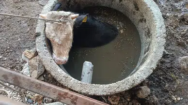Hatay’da İneğin Kuyu Macerası İtfaiyeyi Seferber Etti!