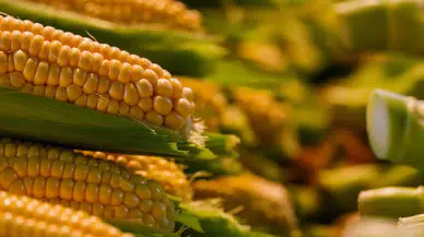 İthalat Kararı Sonrası Mısır Piyasası Sallandı! Fiyatlar Sert Düştü