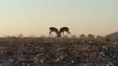 Hatay’da Dağ Ceylanlarının Nefes Kesen Düellosu Kameraya Yansıdı!