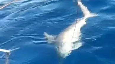 Hatay'da Oltaya Takılan Köpek Balığı Paniği Böyle Görüntülendi!