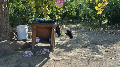 Hatay’da Uçamayan Leylek Kümese Yerleşti: Tavuklarla Arkadaş Oldu!