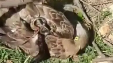 Hatay’da Yılanla Kartalın Nefes Kesen Düellosu Kameraya Yansıdı!