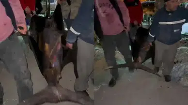 Hatay’da 115 Kiloluk Dev Kılıç Balığı Yakalandı! Rekor Fiyatla Satıldı