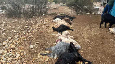 Mersin’de Gizemli Yırtıcı Dehşeti: 12 Küçükbaş Telef Oldu!