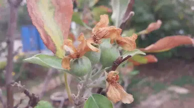 Adana’da Sıcak Havalar Elma Ağacını Kandırdı!