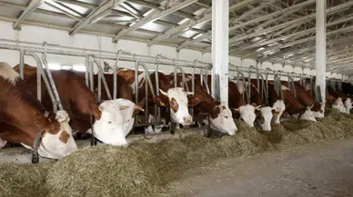 Etçi Irk Üretimi Türkiye’ye Taşınıyor: Kırmızı Et Arzına Merhem Olacak mı?