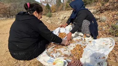Torosların Şifalı Hazinesi: Beşbıyık Meyvesi Dağlardan Pazara İniyor!