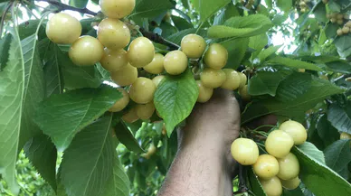 Aşırı yağış kirazları dalında bıraktı