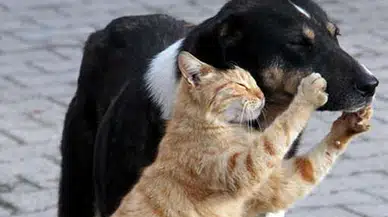 Sokak Hayvanlarına Besleme Yasağı Gündemde! İstanbul Barosu Valilik Kararını Yargıya Taşıdı