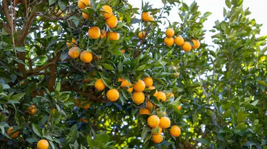 Mersin’in Kan Portakalı Avrupa’da Tescil Yolculuğuna Çıkıyor!