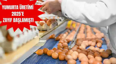 Tavuğun Eti Var Yumurtası Yok: TÜİK Dikkat Çeken Verileri Açıkladı!