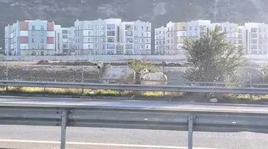 Hatay’da Facia Sonrası Kaos: Tırdan Kaçan Anguslar Şehri Turluyor!