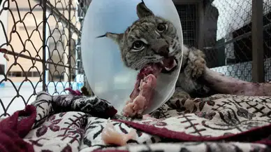 Ölüme Terk Edilen Vaşak Burdur’da Yaşama Döndürüldü!