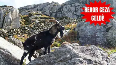 Gündoğmuş’ta Yaban Keçisi Vuran Avcılara Suçüstü!