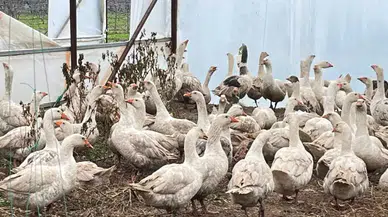 Isparta’da Yabani Otlara Karşı Kazlar Sahaya Çıkıyor!