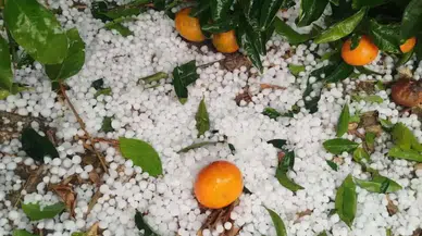 Adana’da 20 Dakikalık Kabus: Dolu Yağışı Üreticiyi Vurdu!