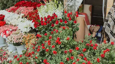 Kokina Nasıl Bakılır, Suya Konur mu? Bakımı Nasıl Yapılır?