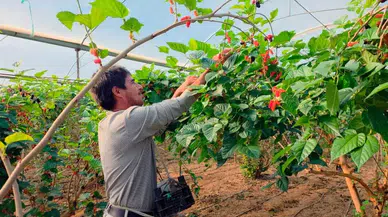 Mersin’de Karadut Üreticiyi Güldürdü: Dalından Altın Gibi Gelir!