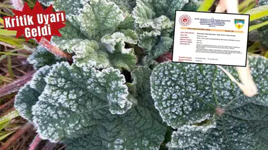 Antalya’da Zirai Don Alarmı: Üreticiler Dikkat!