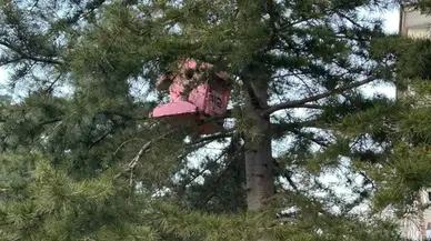 Antalya’nın Kuşlarına Renkli Yuvalar