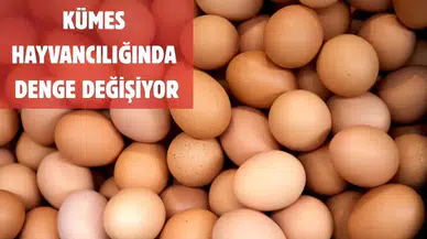 Tavuk Eti Üretimi Artarken Yumurta Arzı Düşüyor! TÜİK Açıkladı