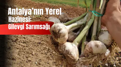 Elmalı’nın Sarımsağı Tescil Yolunda