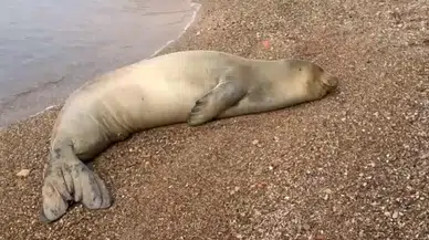 Yunanistan’dan Kaçtı, Antalya Sahilinde Dinlendi