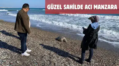 Mersin’de Nesli Tehlikedeki Caretta Carettalar Kıyıya Vurdu