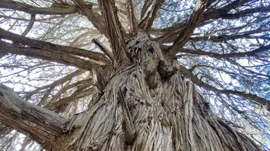 Antalya Orman Bölge’den Şah Ardıç Paylaşımı