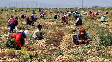 MEVSİMLİK TARIM İŞÇİSİ ÇOCUK VE GENÇLER HAYALLERİNDEN UZAKTA