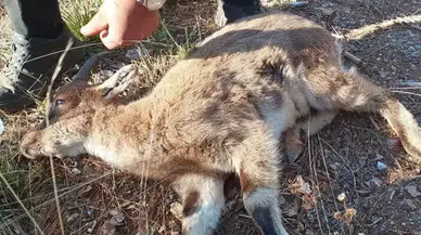 Alanya’da Hasta Yaban Keçisi Veterinerlere Emanet